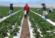 Se redujo el empleo para inmigrantes mexicanos