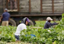 Las Zonas Rurales de EE.UU. Necesitan a Los Inmigrantes